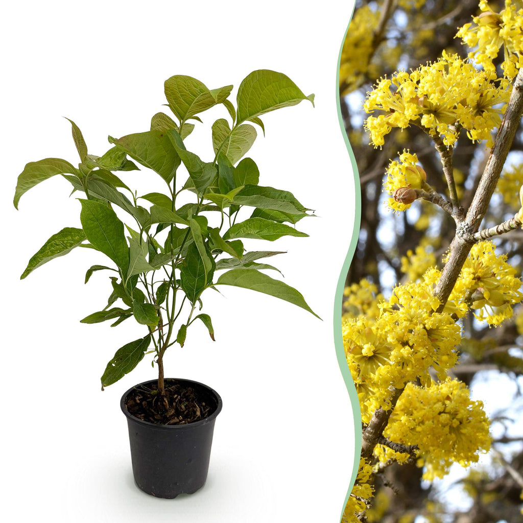Cornus mas (kandis) – gul – Ø12 cm, 35 cm høj