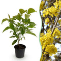 Cornus mas (kandis) – gul – Ø12 cm, 35 cm høj