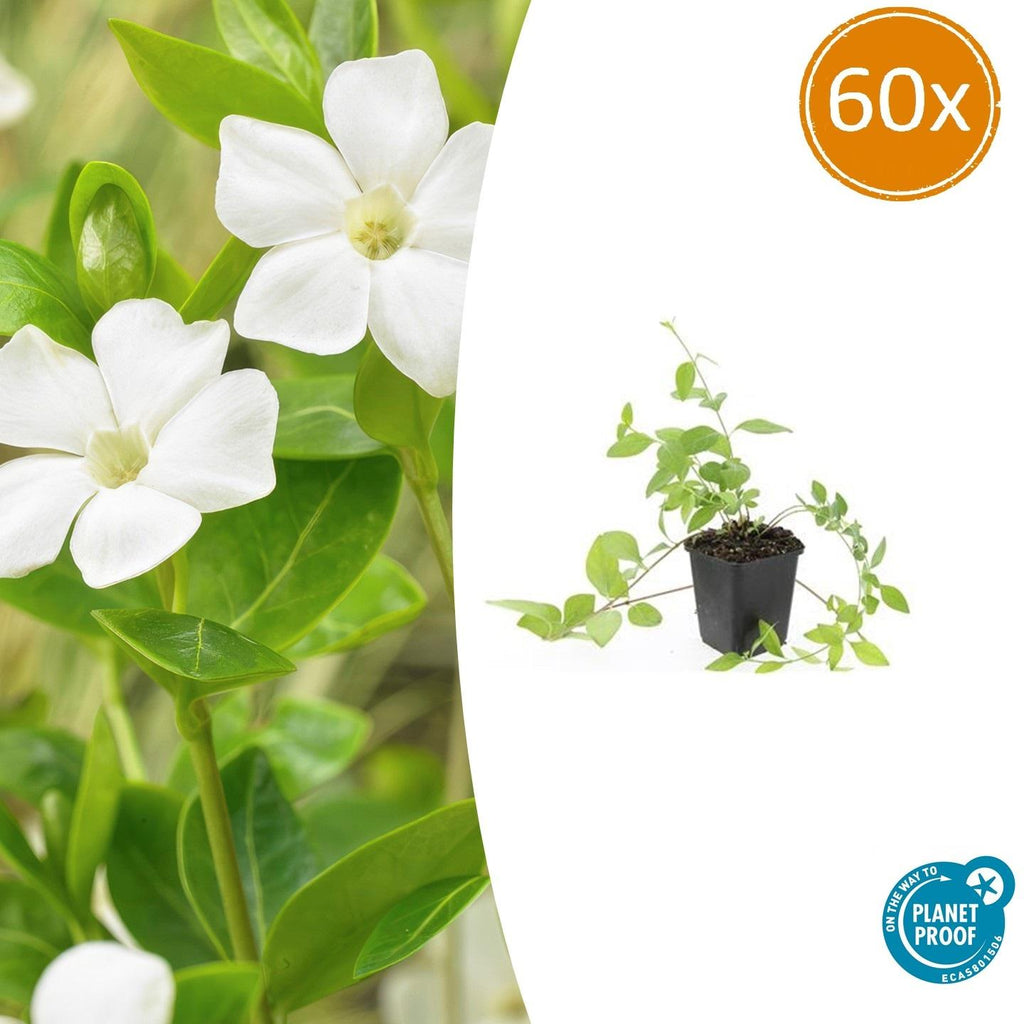 Vinca major 'Alba' (bigleaf vinca) – 60 plants, Ø9 cm, 10–25 cm high – photo 2