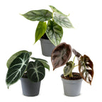 3× Baby Alocasia Tricolour (elefantøre) – Ø6 cm, 12 cm høj