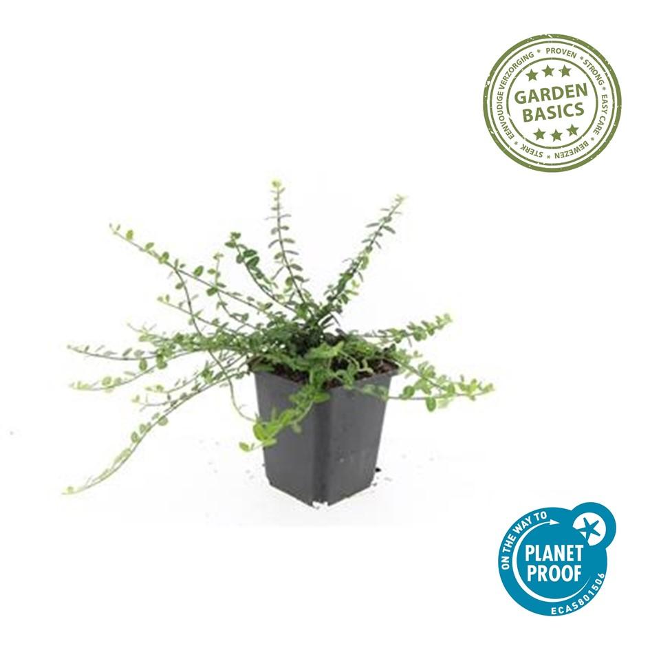 Euonymus fort. 'Minimus' (osier cardinaux) – 6 plants, Ø9 cm, 10–25 cm de haut – photo 3