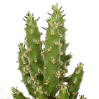Kaktusmix (Cactaceae) – Ø6 cm, 13 cm høj