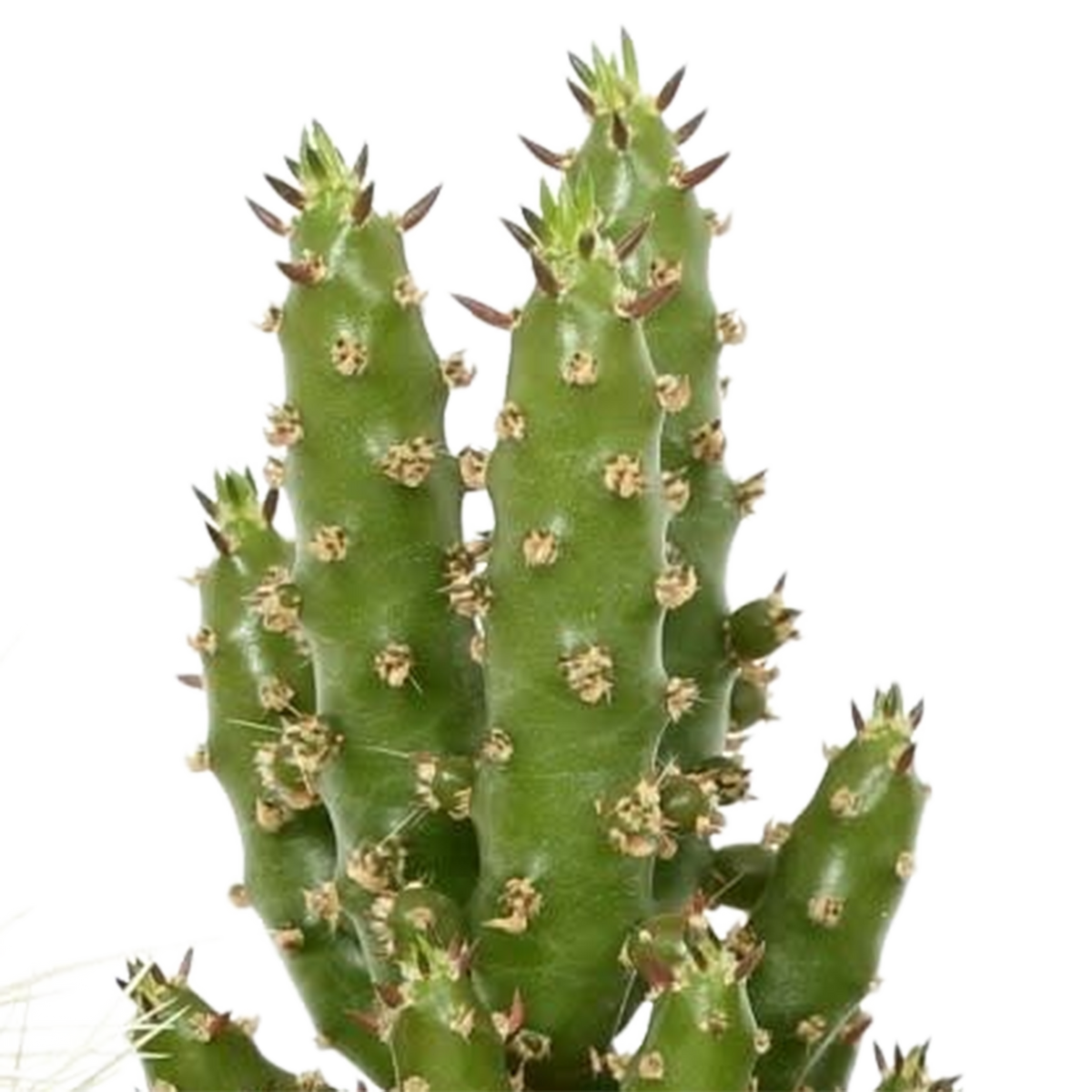 Kaktusmix (Cactaceae) – Ø6 cm, 13 cm høj