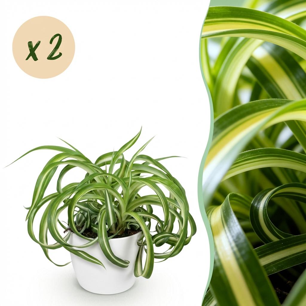 2× Chlorophytum comosum Bonnie (graslelie) in Potter-sierpot wit – Ø12 cm, 20 cm hoog