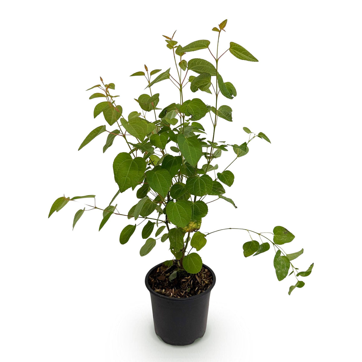 Cercidiphyllum japonicum (katsuraboom) – Ø12 cm, 35 cm hoog