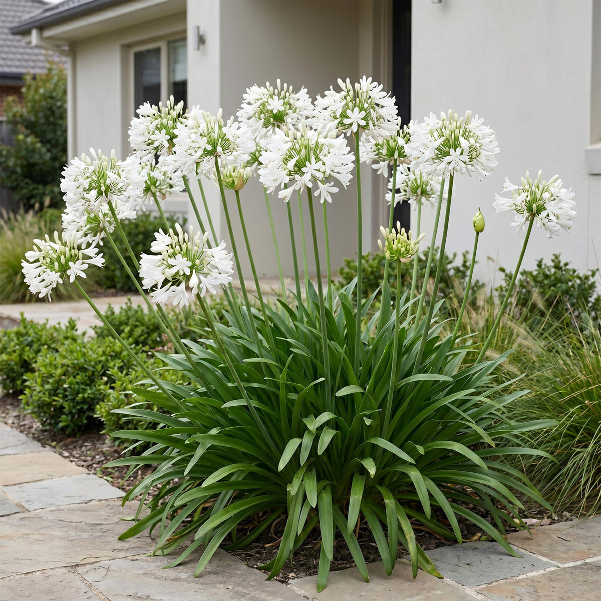 Agapanthus africanus 'Albus' (agapanthe africaine) – blanc – 3 plantes, Ø11 cm, 15–25 cm de haut – photo 6