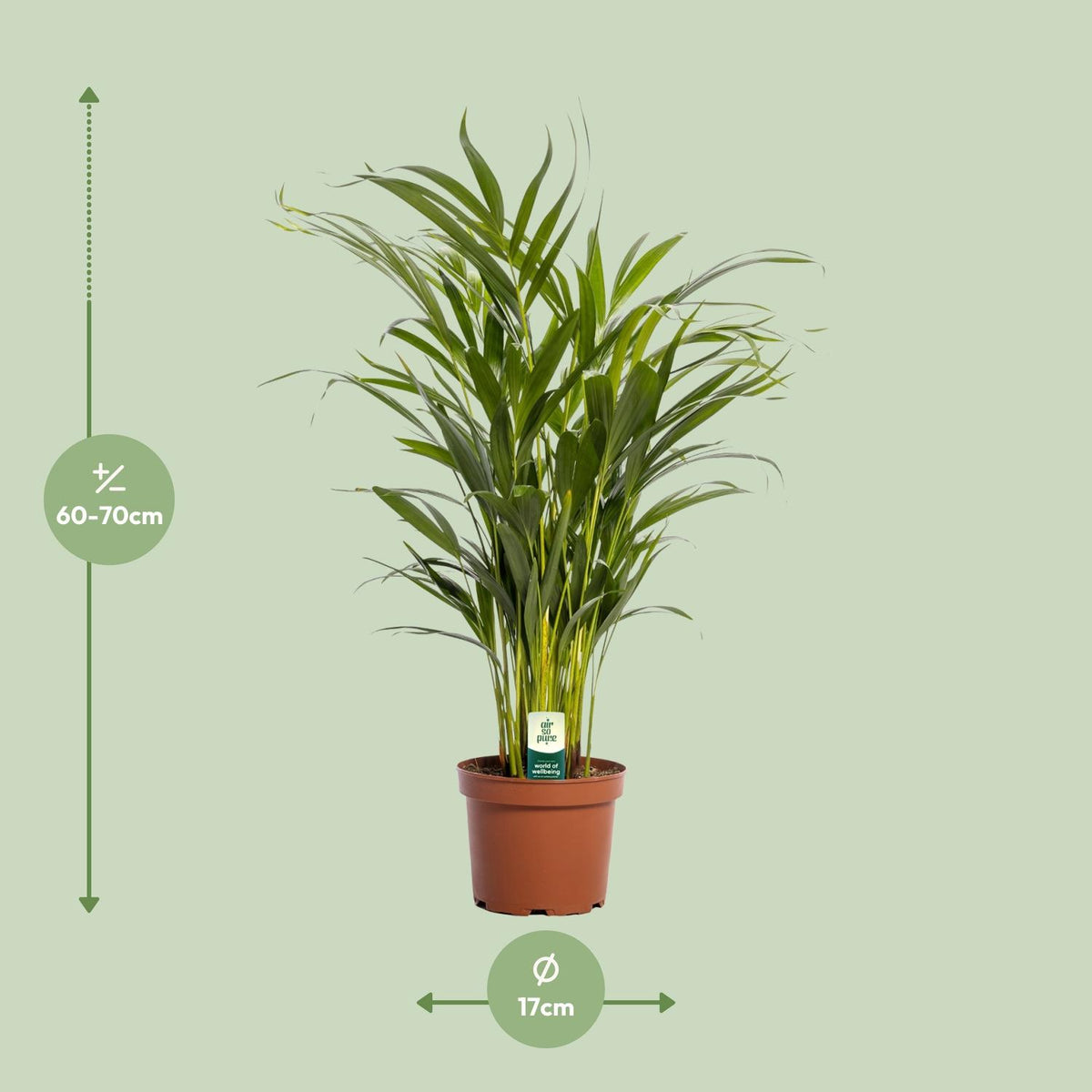 Dypsis lutescens (goudpalm) – Ø17 cm, 65 cm hoog