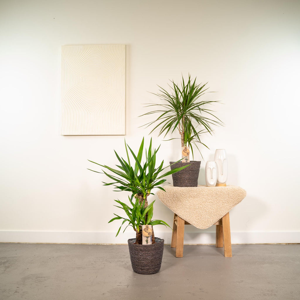 Dracaena ↨70 cm (arbre au dragon) – Ø17 cm