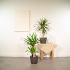 Dracaena ↨70 cm (arbre au dragon) – Ø17 cm