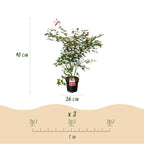 Acer palmatum 'Beni Maiko' (Japanese maple) – red – Ø26 cm, 90 cm high