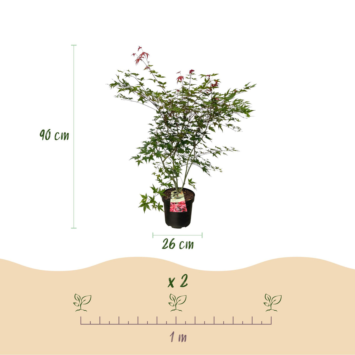 Acer palmatum 'Beni Maiko' (Japanese maple) – red – Ø26 cm, 90 cm high – photo 3
