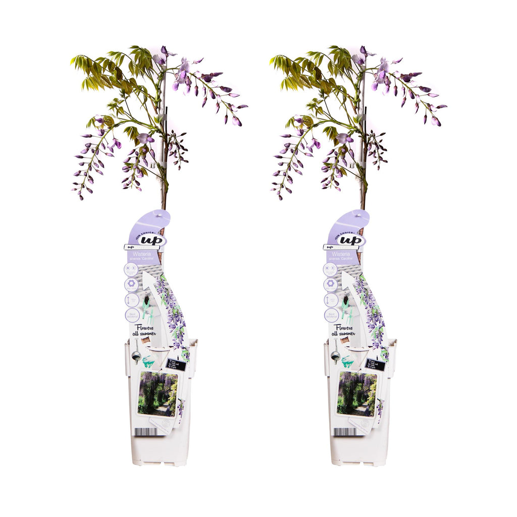 Wisteria sinensis 'Caroline' (Chinese wisteria) – 2 plants, Ø15 cm, 65 cm high