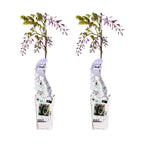 Wisteria sinensis 'Caroline' (Chinese wisteria) – 2 plants, Ø15 cm, 65 cm high