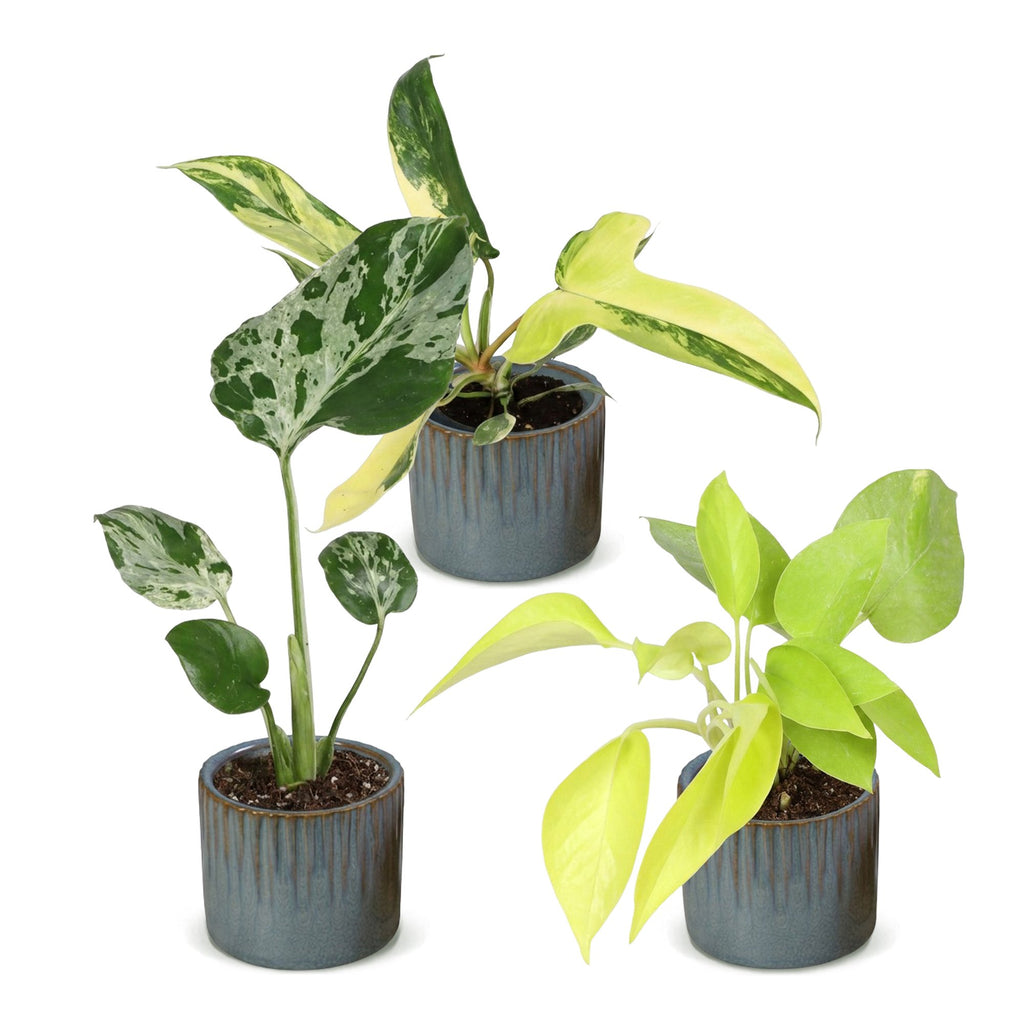 3× Baby Plants Tropical Mix incl. Linnea Misty Blue – Ø6 cm, 10–15 cm tall – photo 2