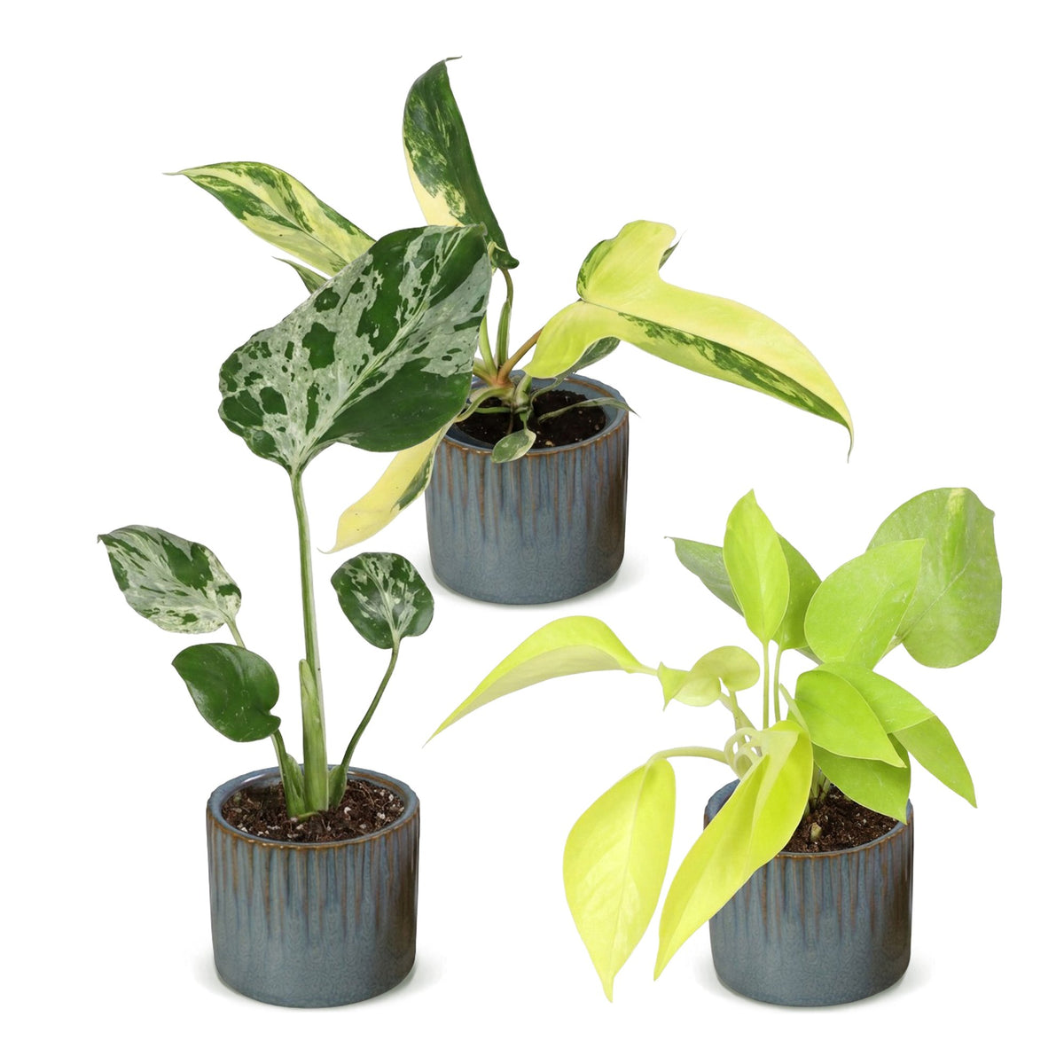 3× Baby-Zimmerpflanzen Tropical Mix inkl. Linnea Misty Blue – Ø6 cm, 10–15 cm hoch – Bild 2
