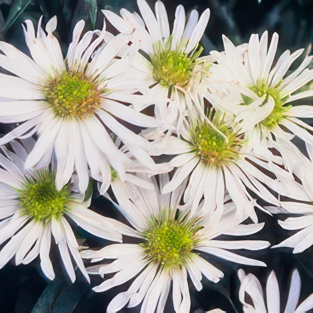 Aster ageratoides 'Ashvi' – 24 planter, Ø9 cm, 10–25 cm høje – billede 5