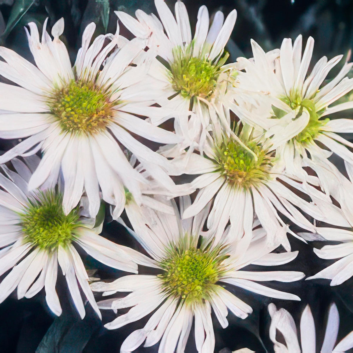 Aster ageratoides 'Ashvi' – 24 planter, Ø9 cm, 10–25 cm høje – billede 5