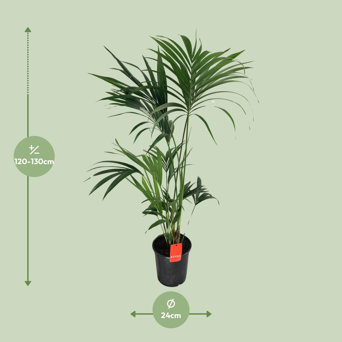 Howea forsteriana (Kentia-Palme) – Ø 24 cm, 130 cm hoch