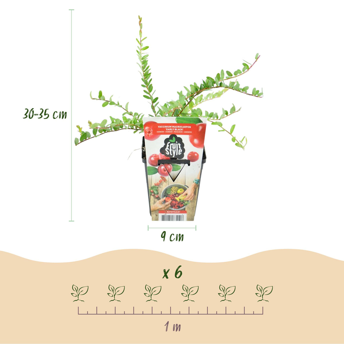 Vaccinium macrophylla 'Early Black' (blauwe bes) – 3 planten, Ø9 cm, 35 cm hoog – foto 3