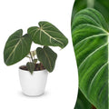 Philodendron gloriosum in white decorative pot – Ø12 cm, 25 cm high