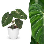 Philodendron gloriosum in white decorative pot – Ø12 cm, 25 cm high
