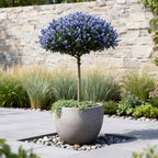Ceanothus thyrsiflorus repens (Amerikaanse sering) op stam – Ø19 cm, 90 cm hoog