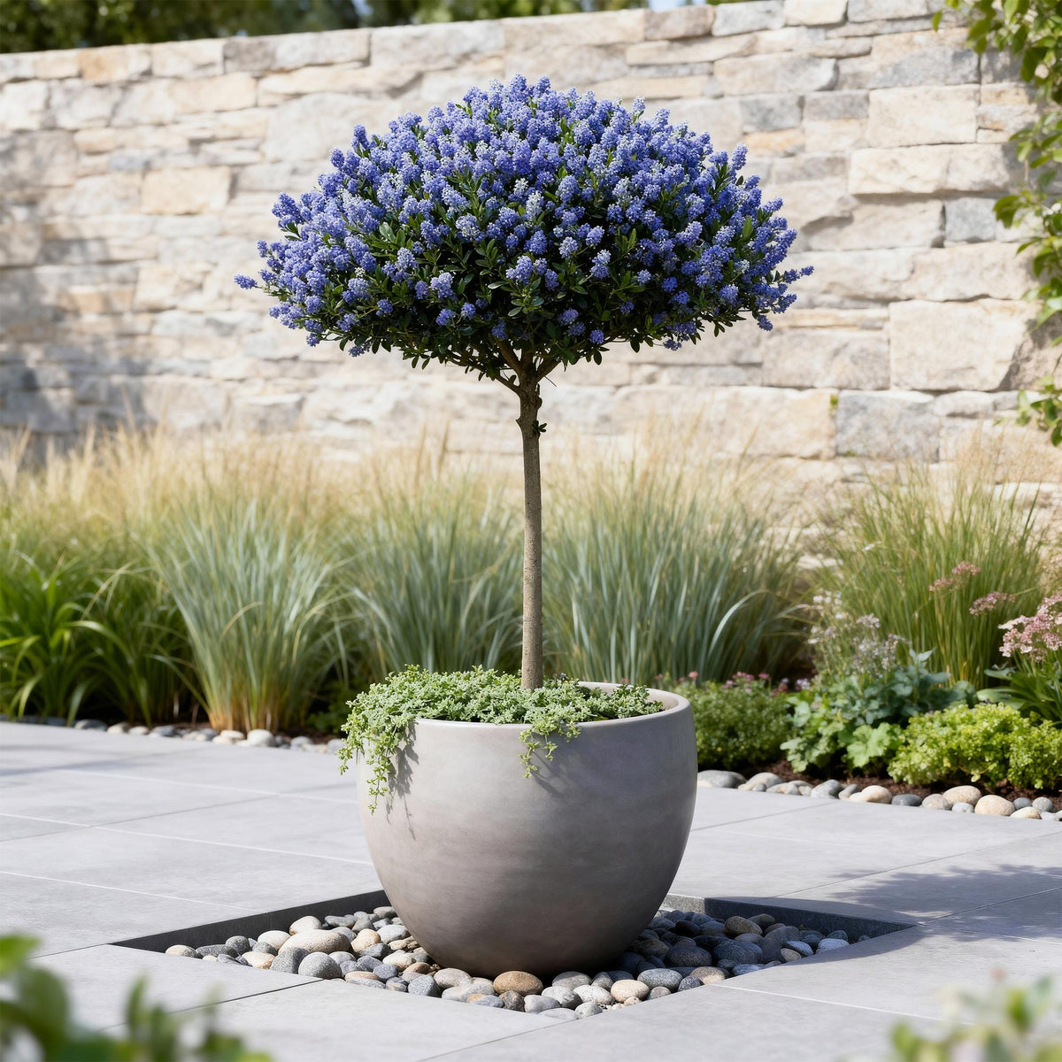 Ceanothus thyrsiflorus repens (Amerikaanse sering) op stam – Ø19 cm, 90 cm hoog