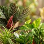 6× Tweede Kans-box groene kamerplanten in 6 x pot potter zwart