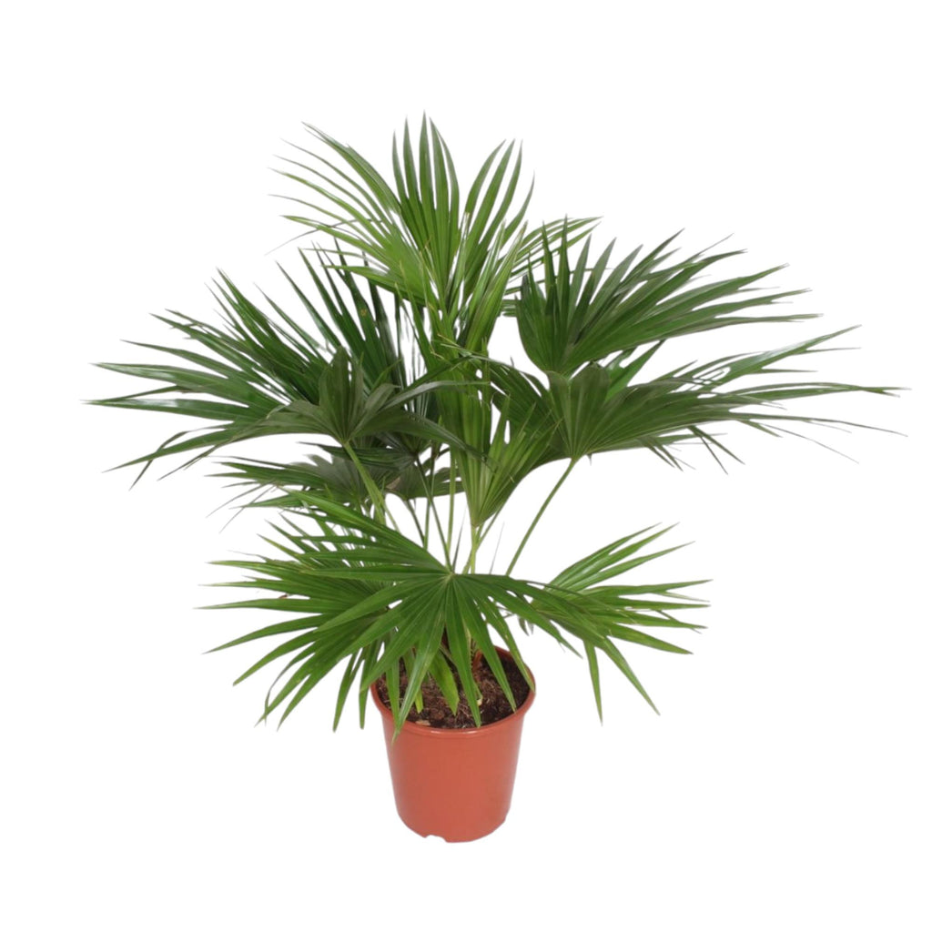 Livistona Chinensis (viftepalme) – Ø24 cm, 150 cm høj