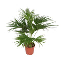 Livistona Chinensis (viftepalme) – Ø24 cm, 150 cm høj