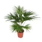 Livistona Chinensis (viftepalme) – Ø24 cm, 150 cm høj