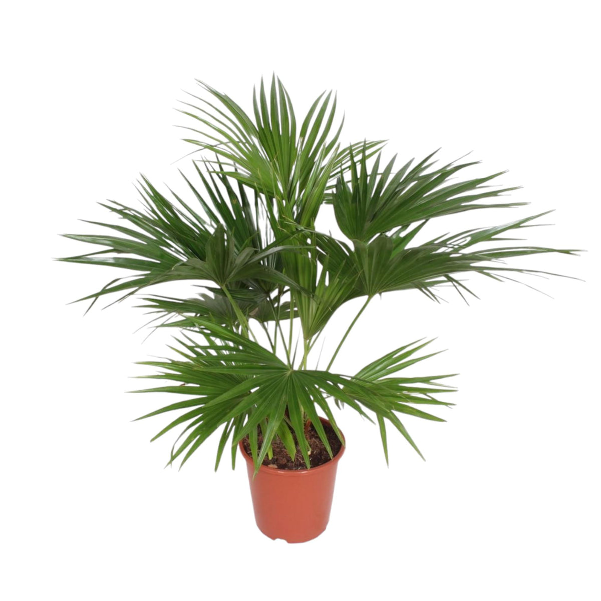 Livistona Chinensis (fläktpalm) – Ø24 cm, 150 cm hög