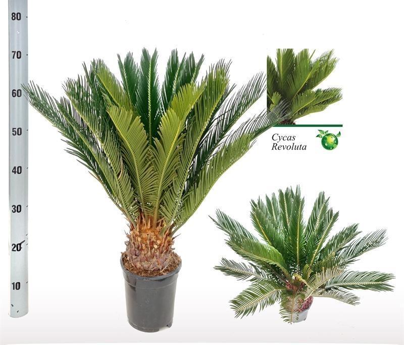 Cycas Revoluta (palmebregne) – Ø17 cm, 60 cm høj