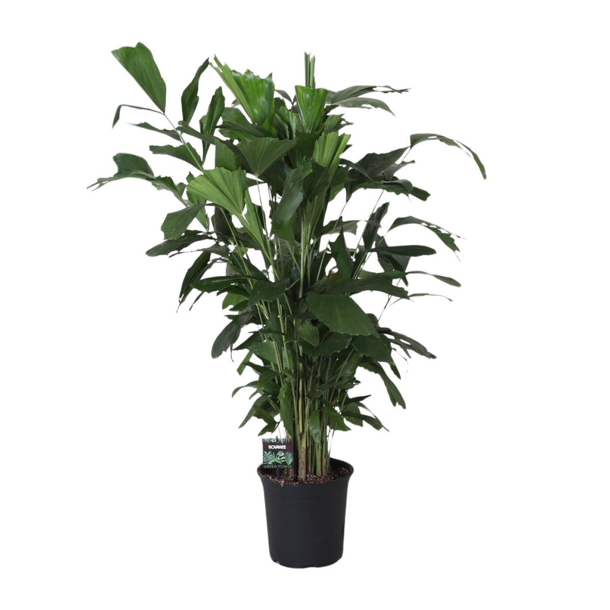 Caryota Mitis (palmier queue-de-poisson) – Ø24 cm, 120 cm de haut