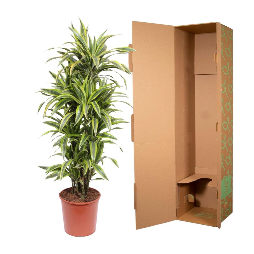 Dracaena Lemon Lime (Drachenbaum) – Ø 30 cm, 150 cm hoch
