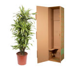 Dracaena Lemon Lime (Drachenbaum) – Ø 30 cm, 150 cm hoch