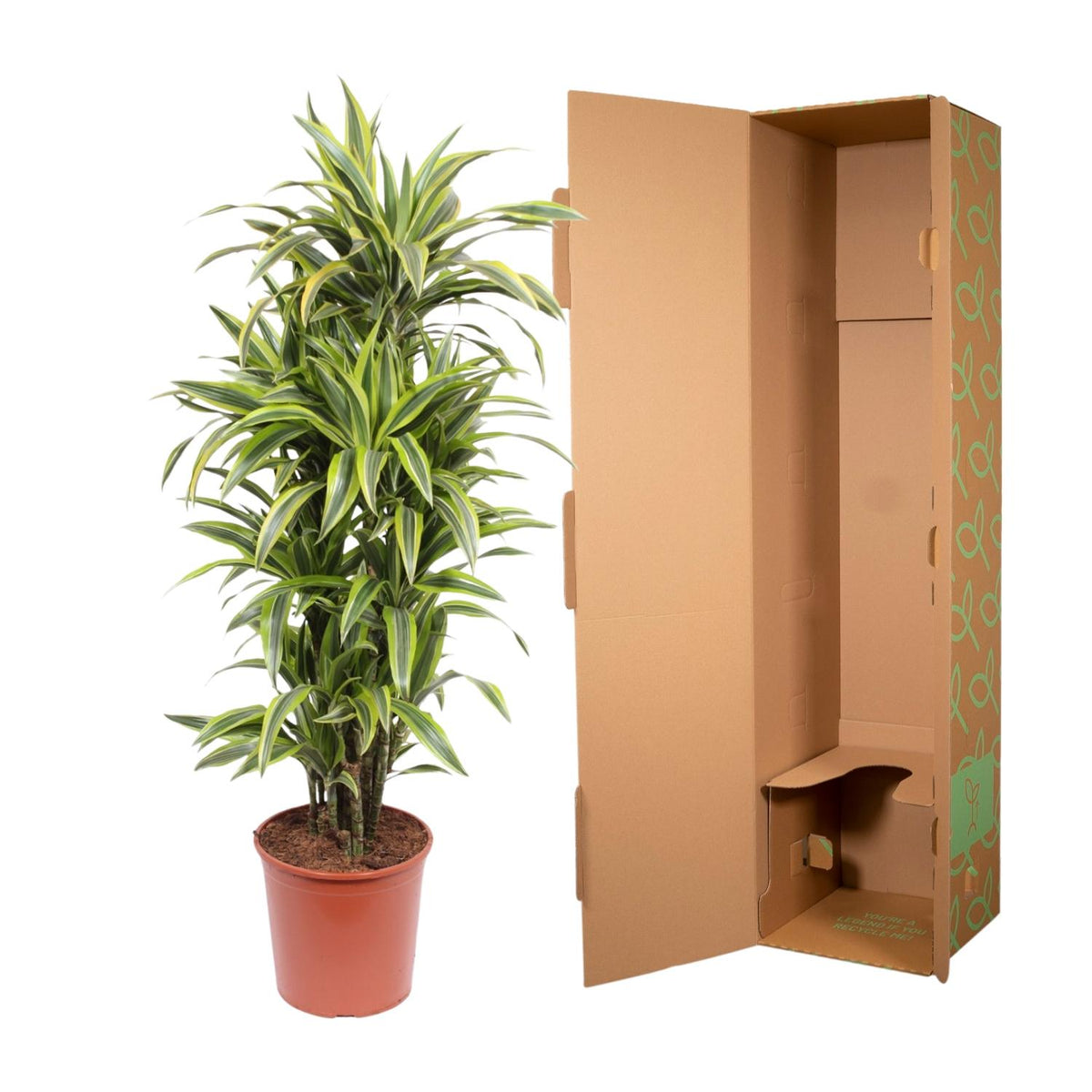 Dracaena Lemon Lime (drakenboom) – Ø30 cm, 150 cm hoog