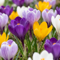 Großblütige Krokus-Mischung – 30 Blumenzwiebeln (Zwiebelgröße 7/8)