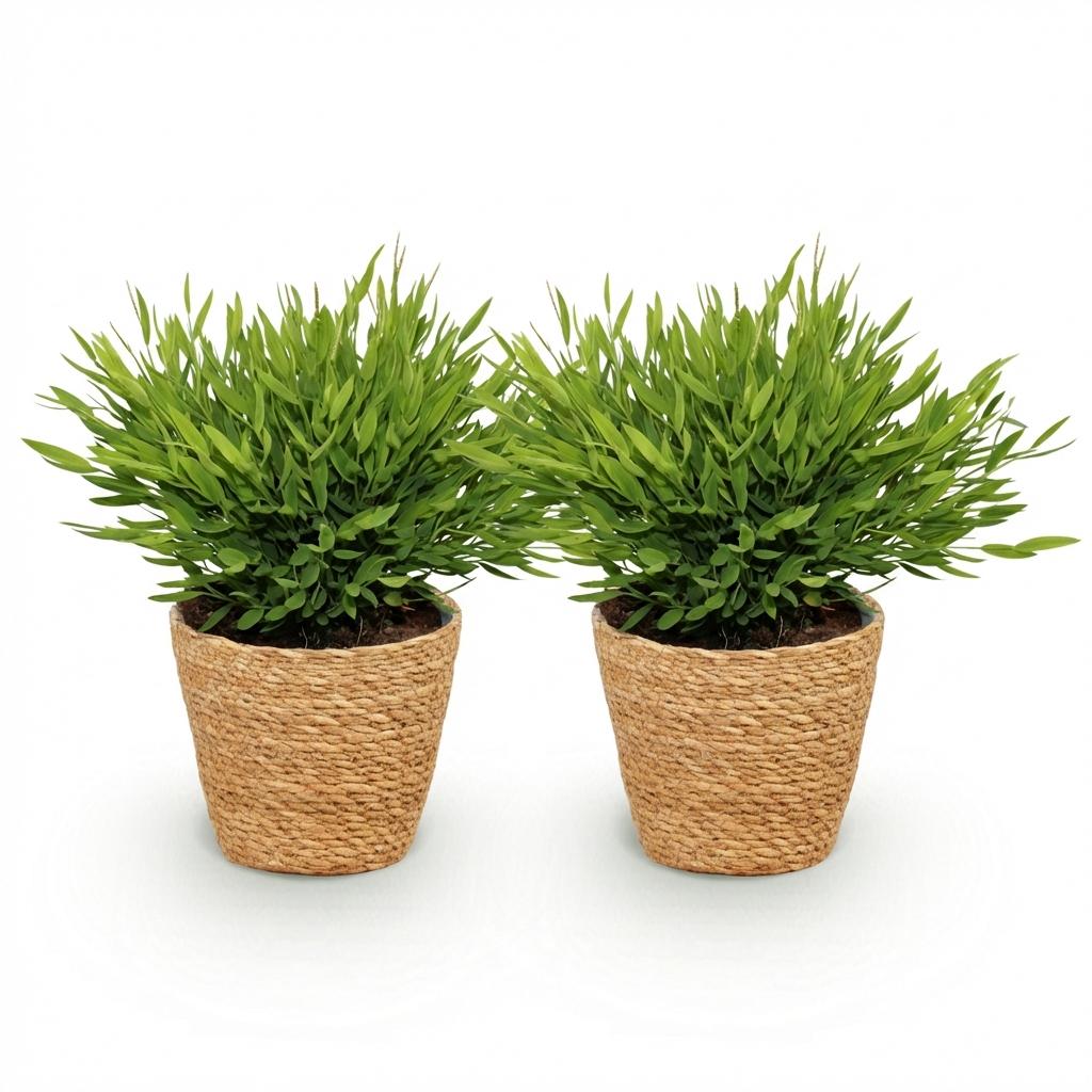 2× Bamusa Pogonatherum Monica (bambou nain) avec panier – Ø12 cm, 20 cm de haut