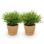 2× Bamusa Pogonatherum Monica (bambou nain) avec panier – Ø12 cm, 20 cm de haut