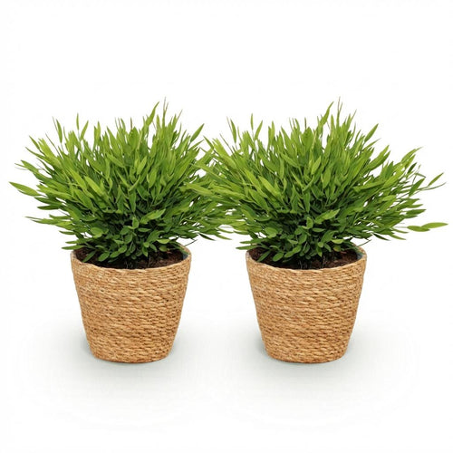 2× Bamusa Pogonatherum Monica (bambusgræs) med kurv – Ø12 cm, 20 cm høj