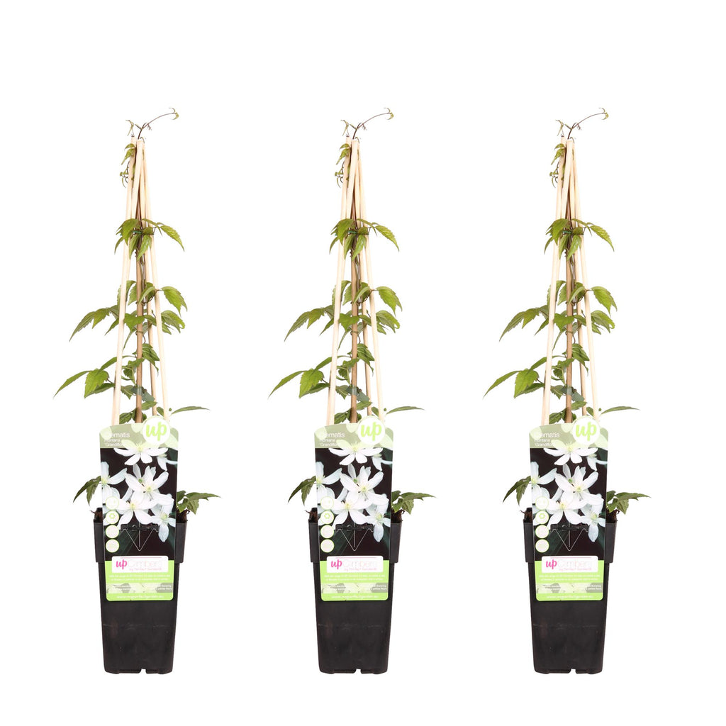 Clematis montana 'Grandiflora' (bosrank) – 3 planten, Ø15 cm, 65 cm hoog