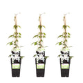 Clematis montana 'Grandiflora' (bosrank) – 3 planten, Ø15 cm, 65 cm hoog