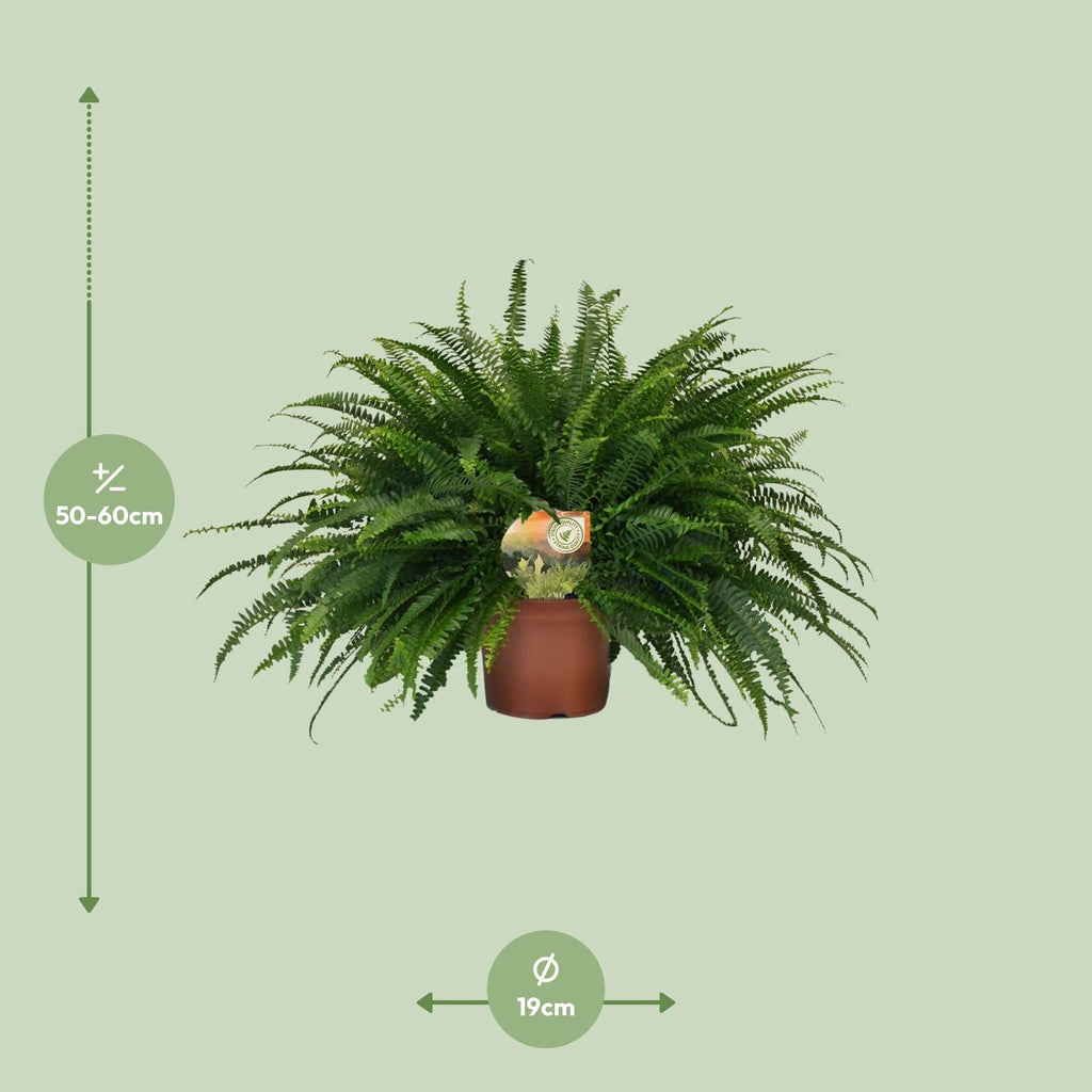Nephrolepis Green Lady (sværdbregne) – Ø19 cm, 60 cm høj