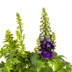 Delphinium 'Elatum Purple' (Schwertlilie) – Ø19 cm, 45–60 cm hoch