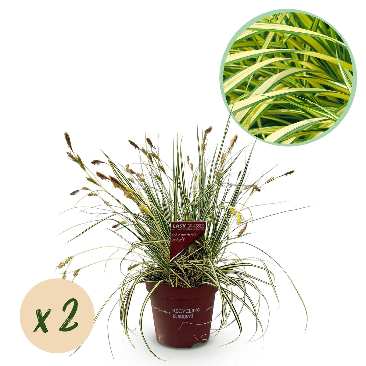 Carex oshimensis 'Evergold' (zegge) – 2 planten, Ø17 cm, 50 cm hoog