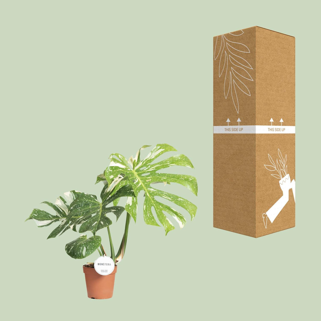 Monstera Thai Constellation (Fensterblatt) – Ø 15 cm, 40–50 cm hoch