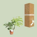 Monstera Thai Constellation (Fensterblatt) – Ø 15 cm, 40–50 cm hoch
