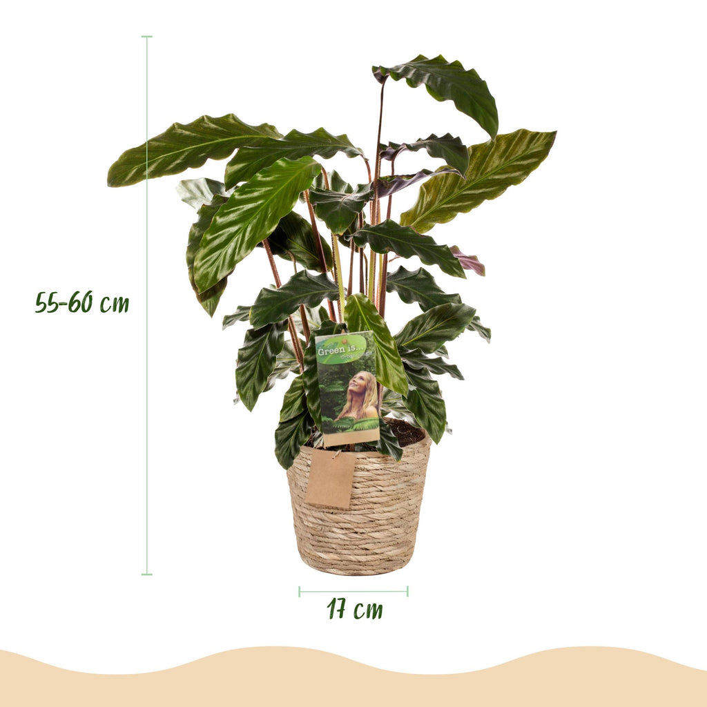 2× Calathea Rufibarba avec panier – Ø17 cm, 55–60 cm de haut