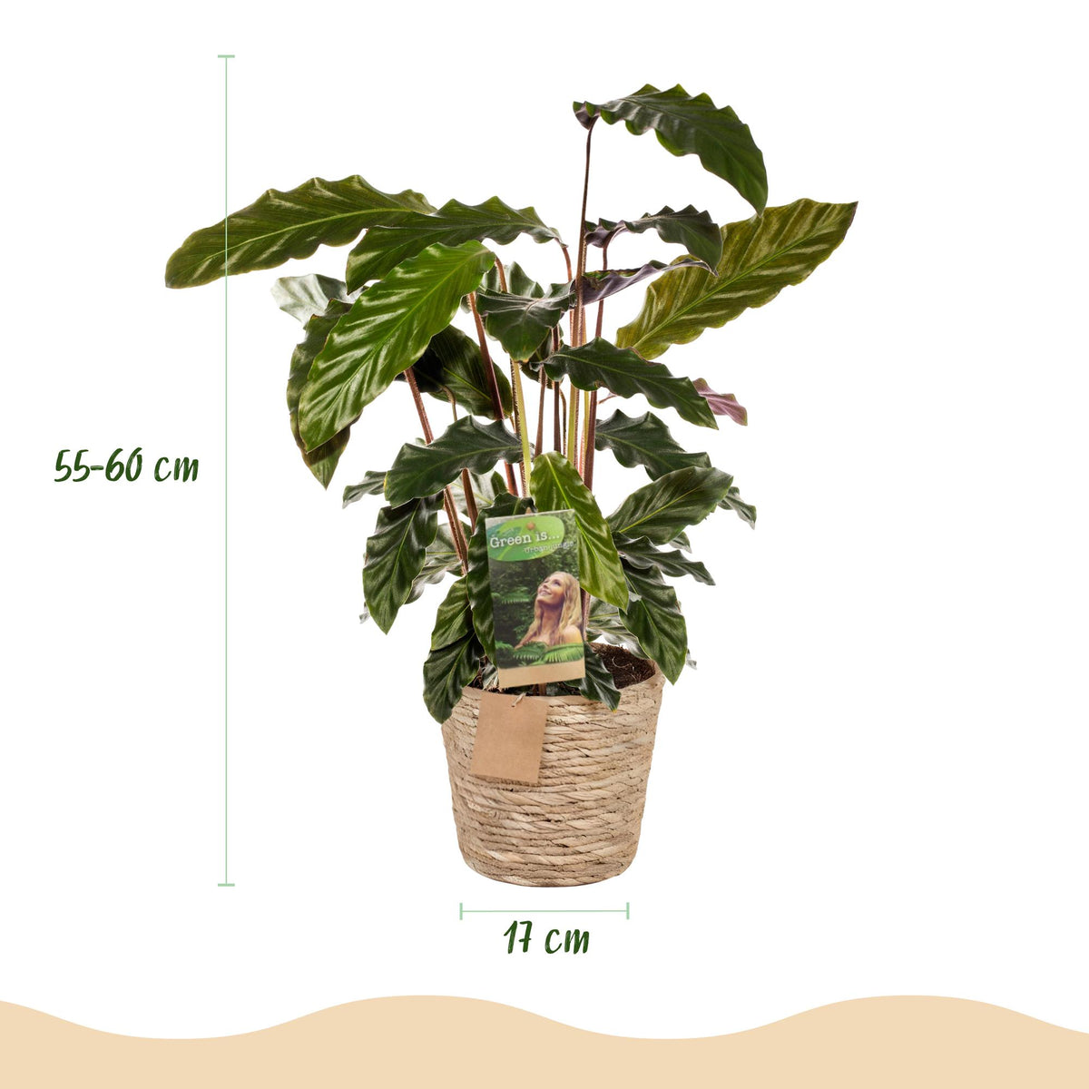2× Calathea Rufibarba met mand – Ø17 cm, 55–60 cm hoog